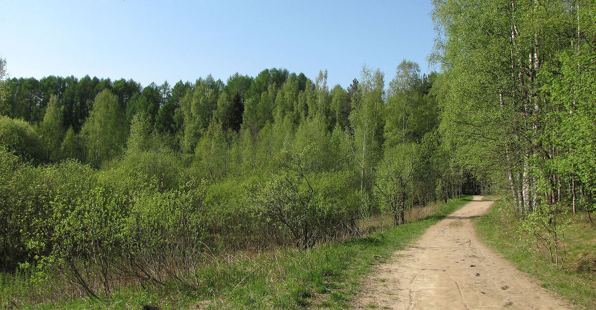 Лесопарк - Александр Ильчевский 