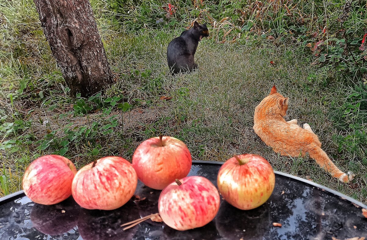 – Где курочка? Или хотя бы Феликс? - veilins veilins