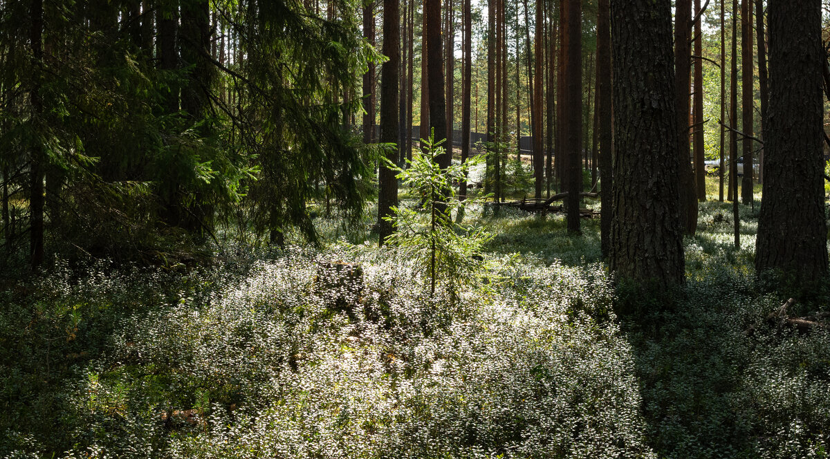 Young spruce in the sun's rays - Sergey Sonvar