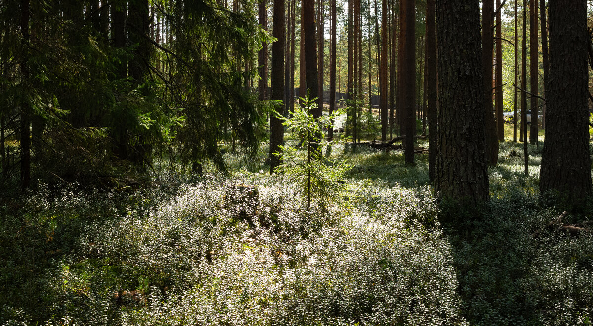 Young spruce in the sun's rays | 2 - Sergey Sonvar