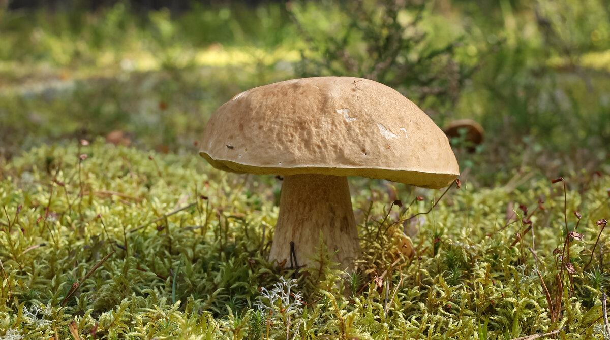 Porcini mushroom | 3 - Sergey Sonvar