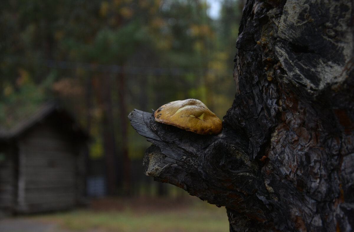 * - Наталья Покацкая