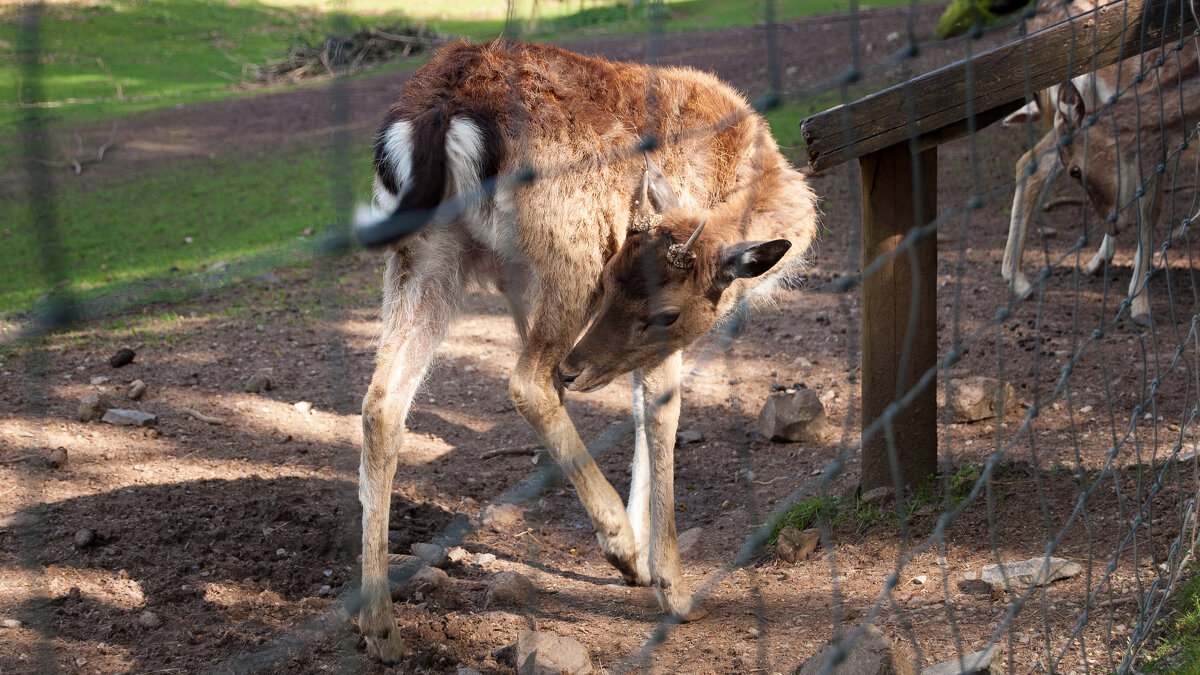 Wildpark (Rhön) - Олег Зак