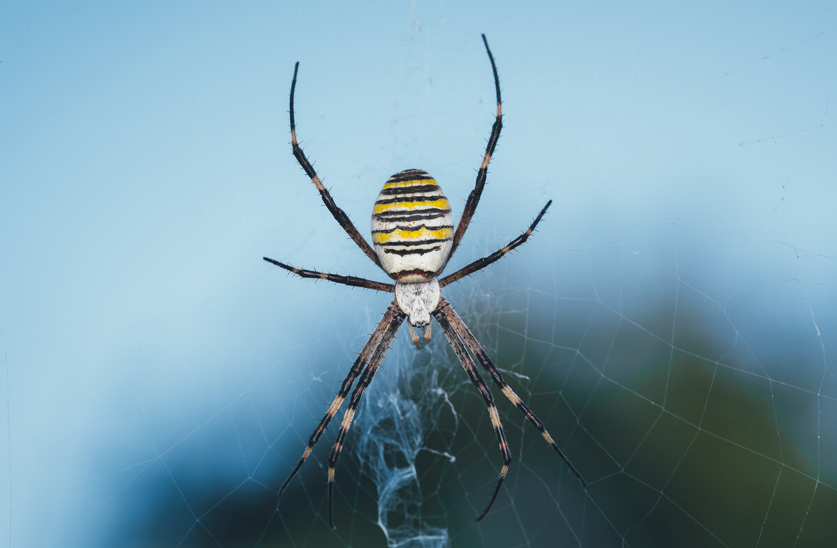 Argiope aurantia - Alexandr Ghereg