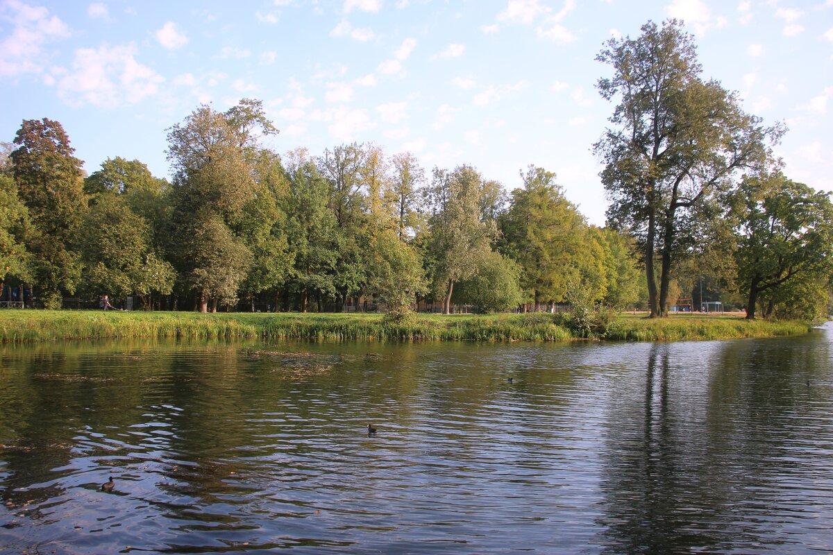 Царское Село. Колонистский пруд - Наталья Герасимова