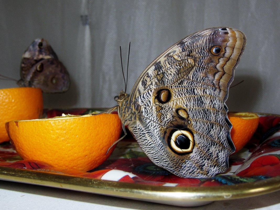 Бабочка с выставки - Valentina 