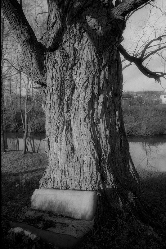 Дерево на окраине - Константин Диордиев
