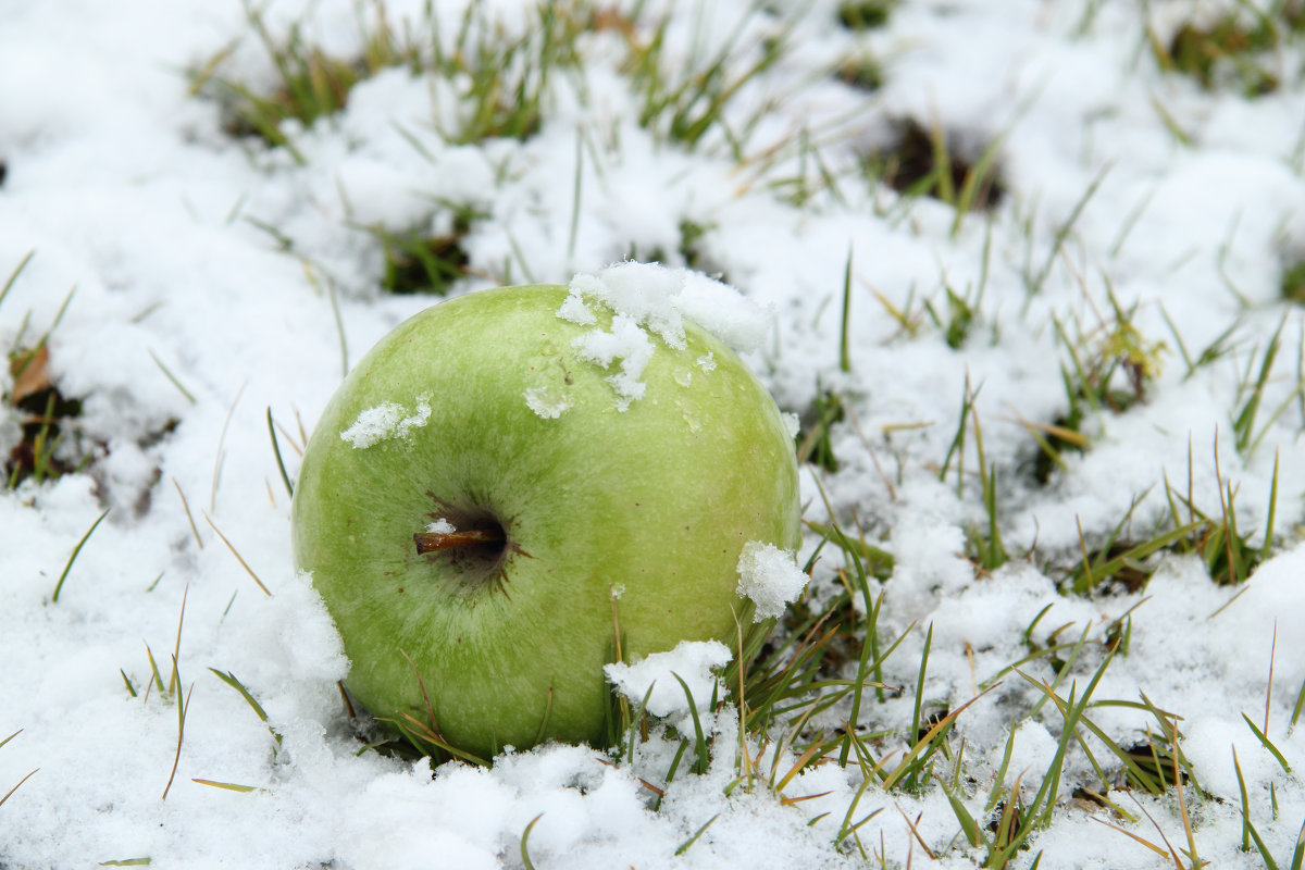 яблоко на снегу - Alex AST