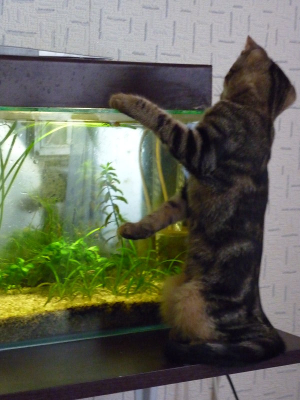 Классика: кошка и аквариум - 3 - Владимир Мишин