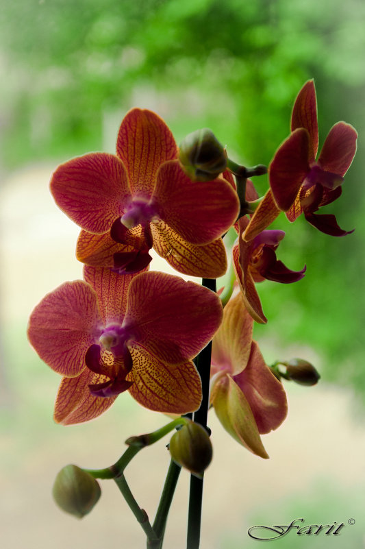 Орхидея - Фарит 