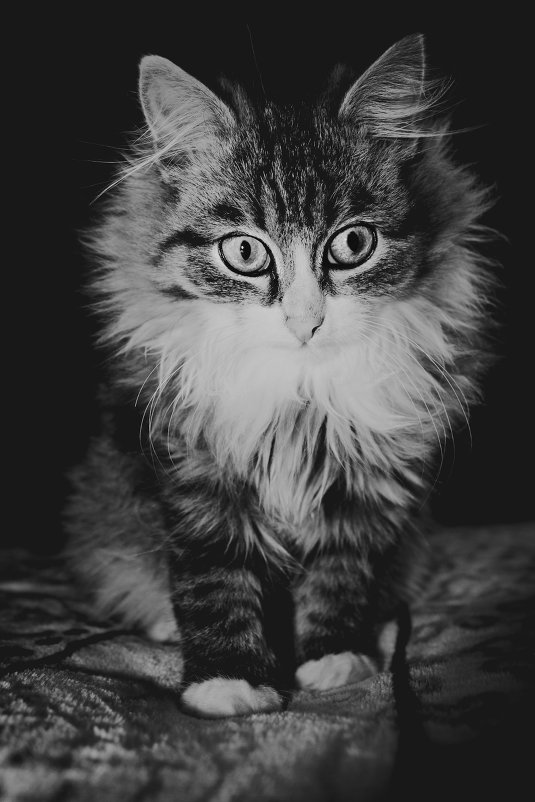 вырос мой кот за два месяца,даже не узнала,когда увидела) - Александра Микова