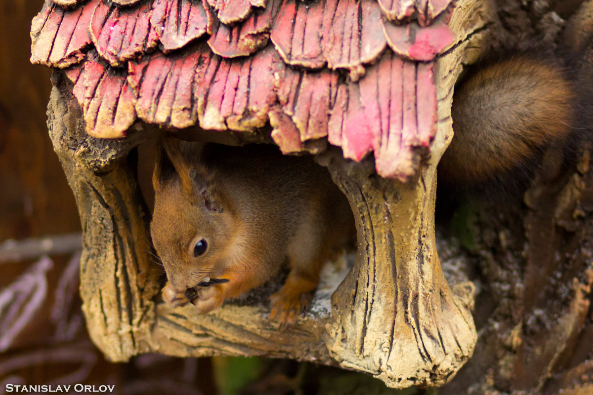 squirrel - Станислав Орлов