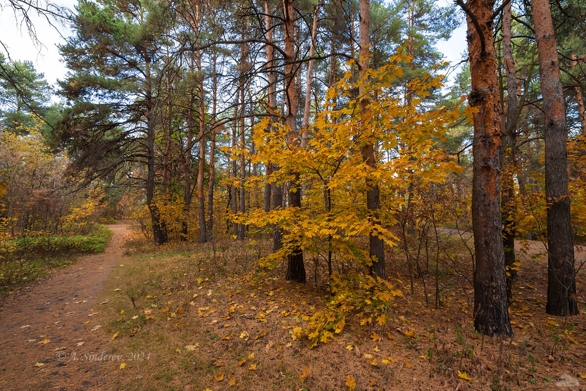 Осенний день - Александр Синдерёв