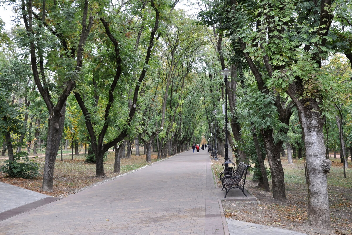 Аллея Курортного парка в Ессентуках - Татьяна Машошина