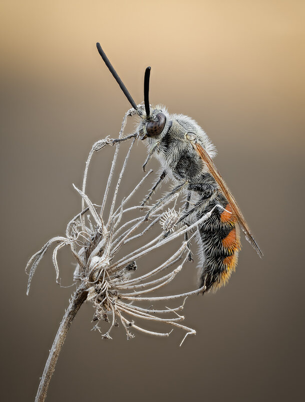 Campsomeriella thoracica. - Александр Григорьев