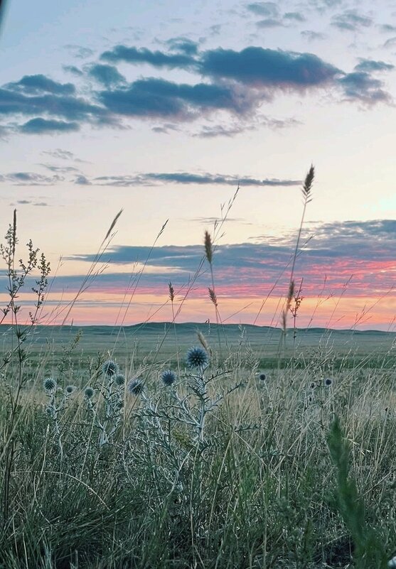 В степях... - Георгиевич 