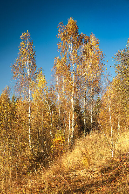 осень - Александр Есликов