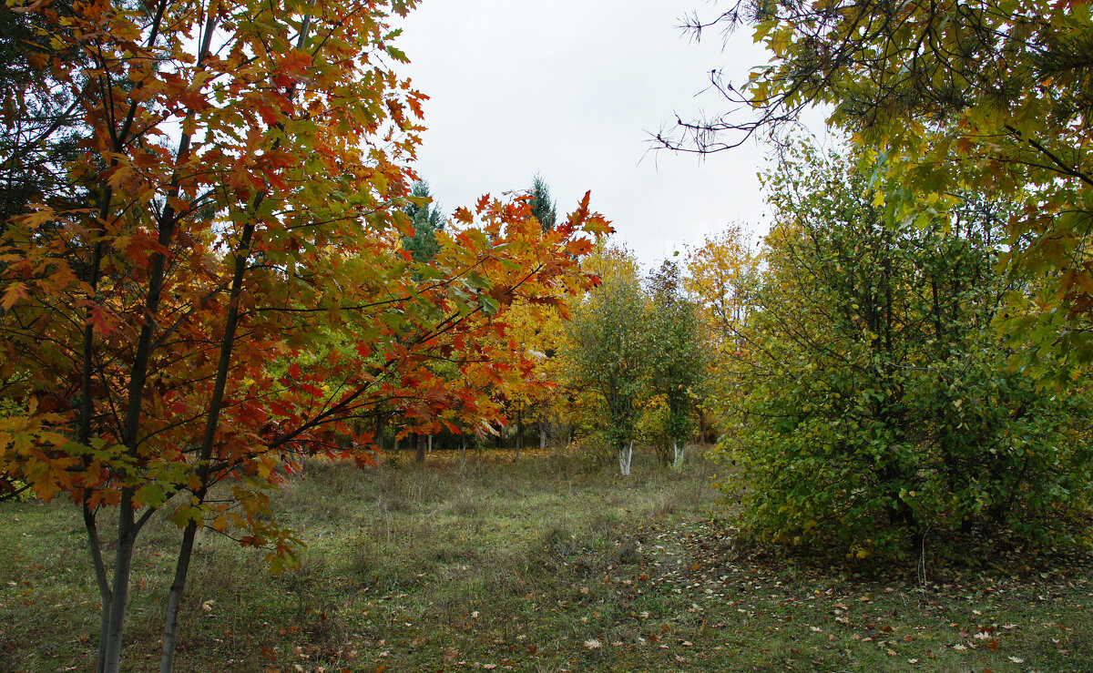 В осеннем парке - Елена Кирьянова