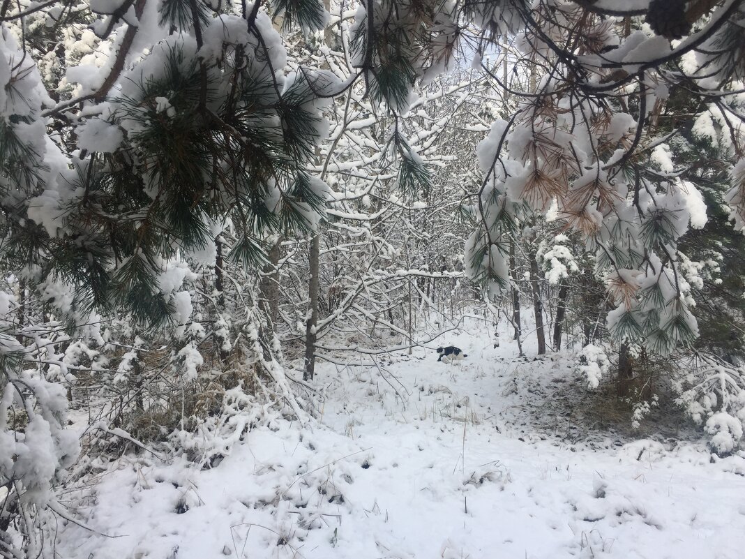 Не зимний пейзаж ноября - Светлана Петрова