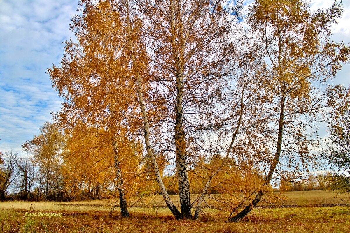 Мои любимые берёзки. - Восковых Анна Васильевна 