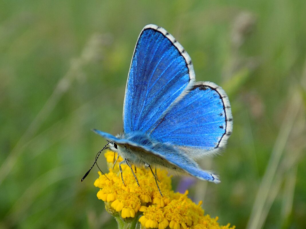 Polyommatus bellargus - Константин Штарк