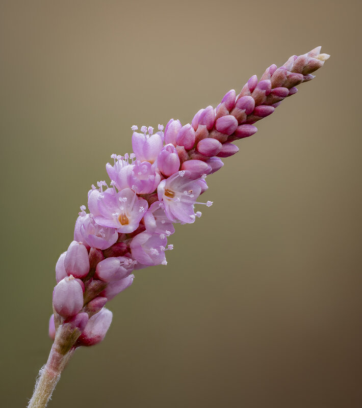 Горец щавелелистный,горец развесистый,(Persicaria lapathifólia). - Александр Григорьев