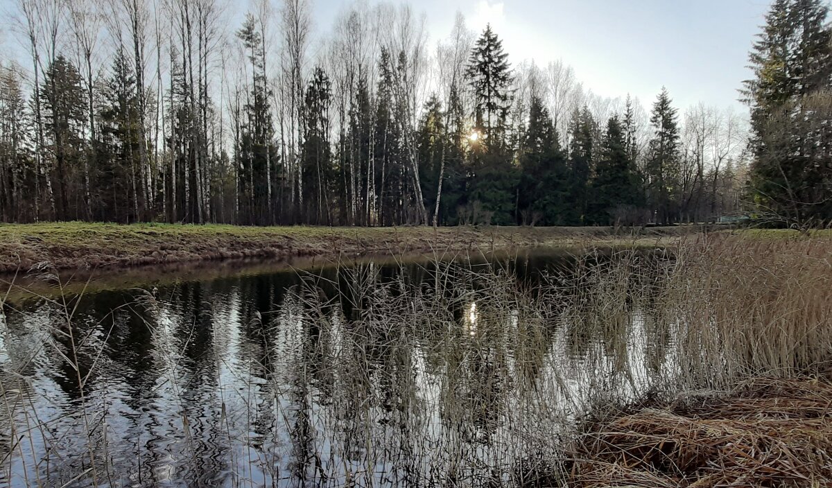 Павловский парк в ноябре - Наталья Герасимова