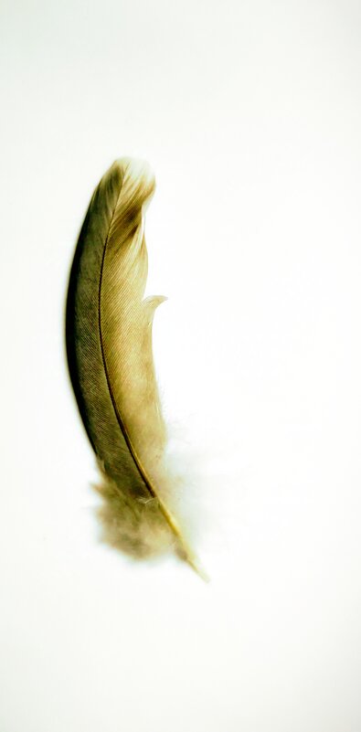 Feather photography - MAHMOOD • iNKSTECHSHUB PHOTOGRAPHY ÉmerveillerDesignLab