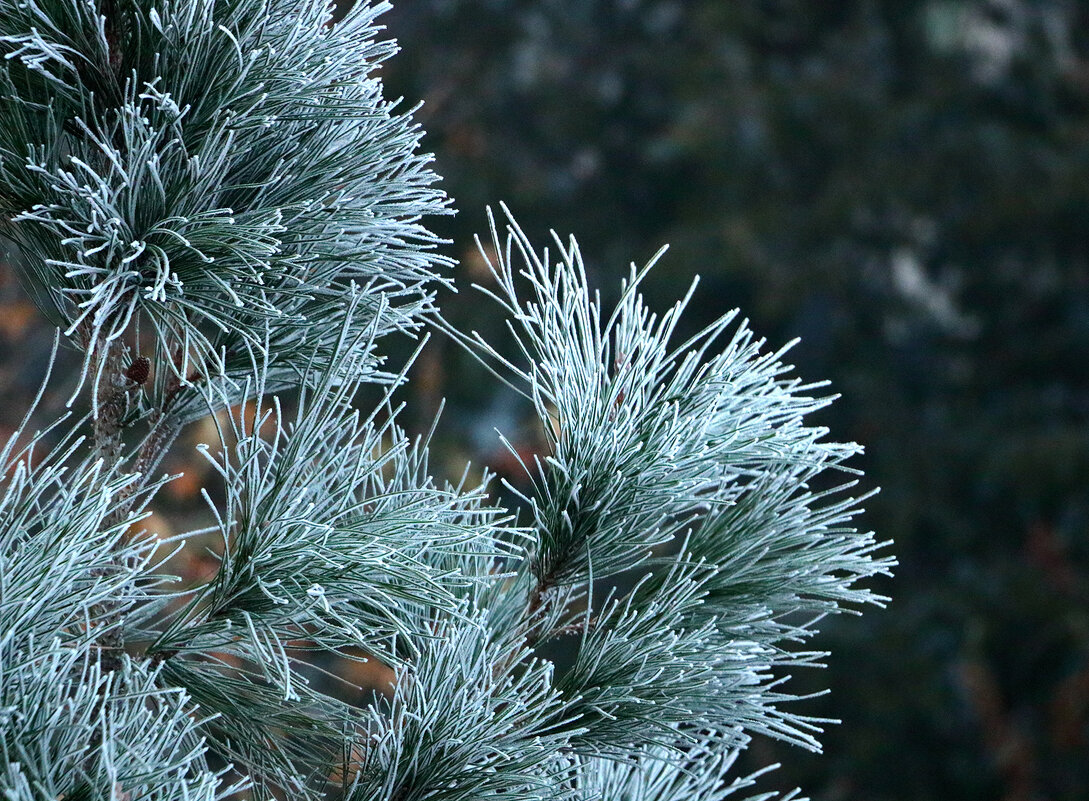 Хрустальные иголки - Светлана 