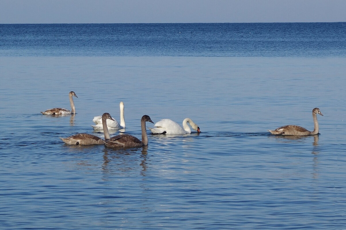 Лебеди на море - Рита Симонова