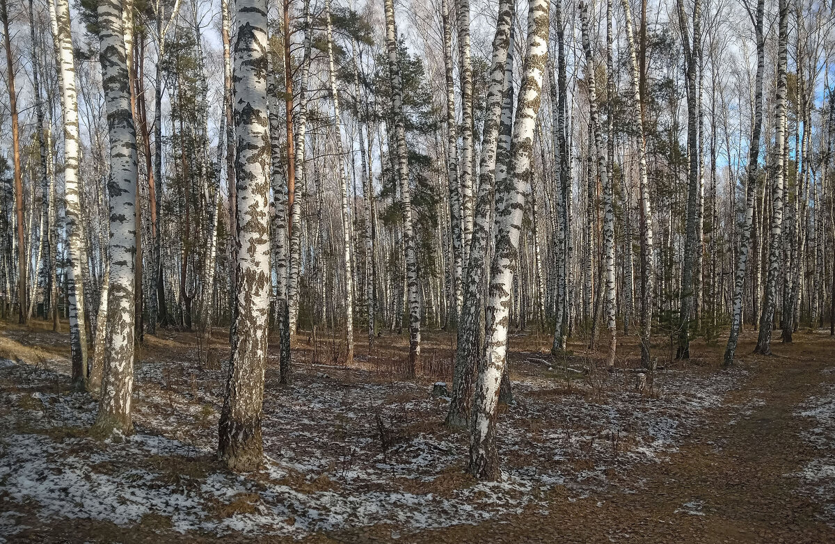 немного снега и солнца - РозаВетроф 