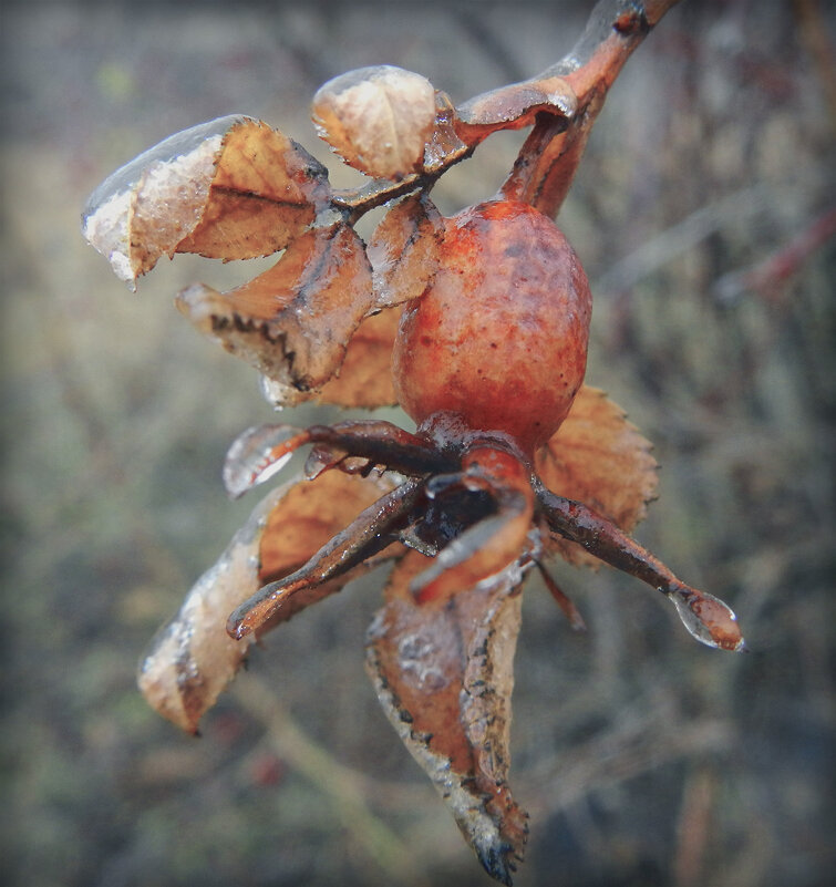 шиповник в глазури - Лера 