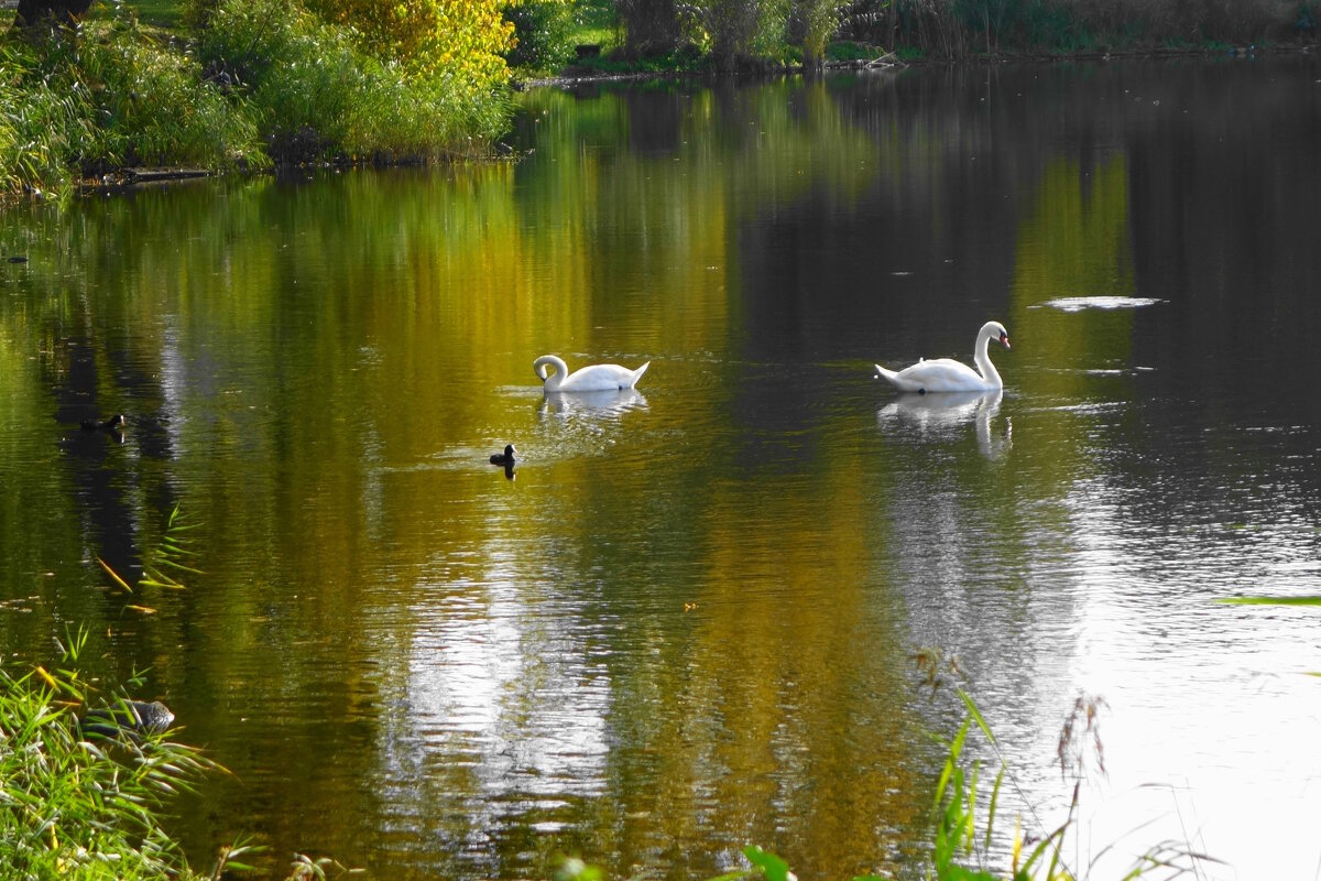 Лебеди в городском парке - Рита Симонова