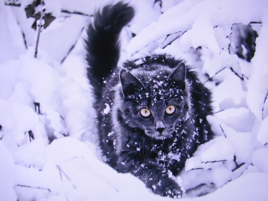 Бедный котик - Людмила Смородинская