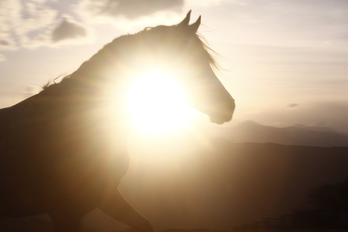 Солнечный конь - Катарина Ка