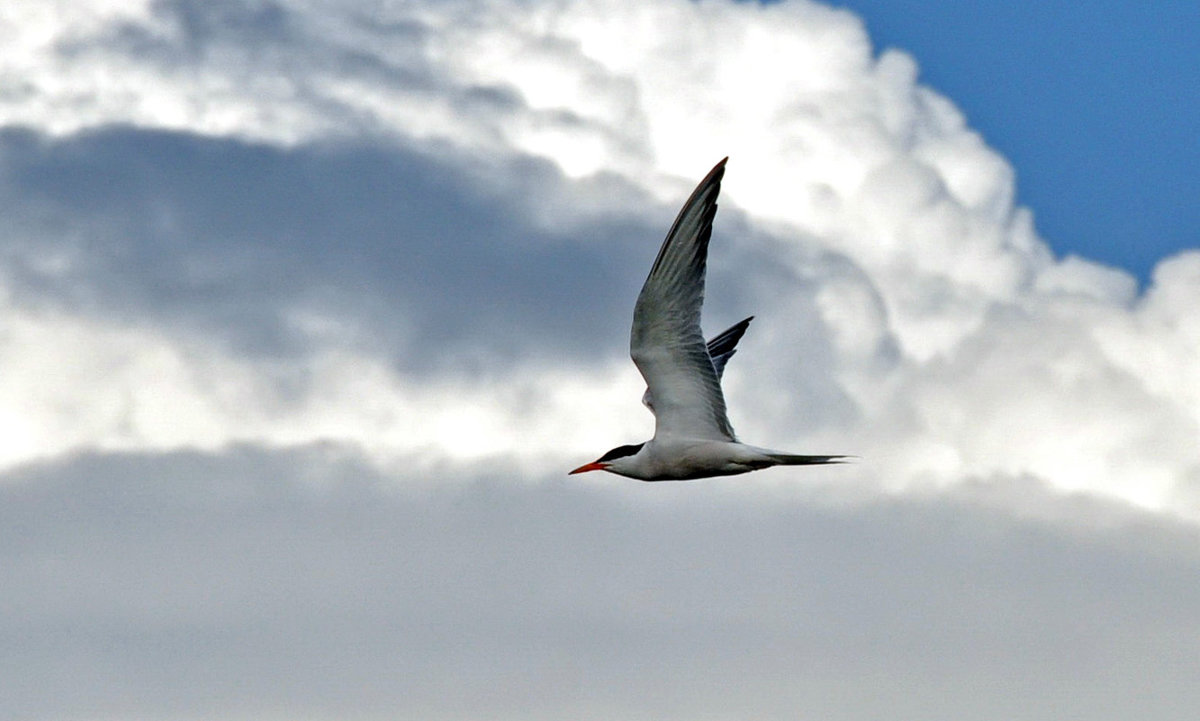 Free-Flying - Roman Ilnytskyi