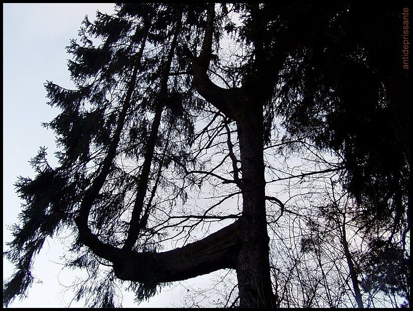 Странное дерево - vadim 