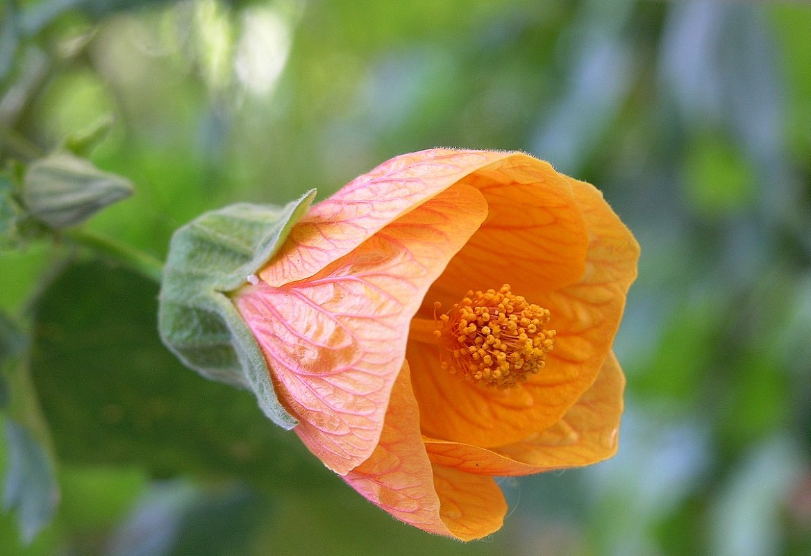 24.04.10 Цветет Abutilon hybridum - Абутилон гибридный - Борис Ржевский