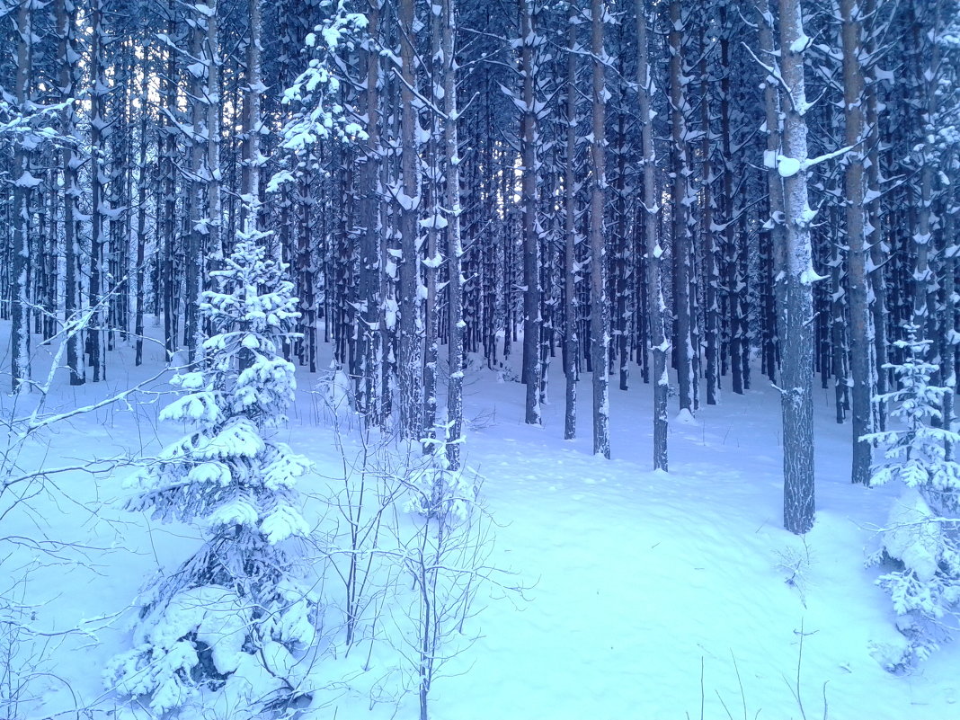 Зимний лес - Elena Putina