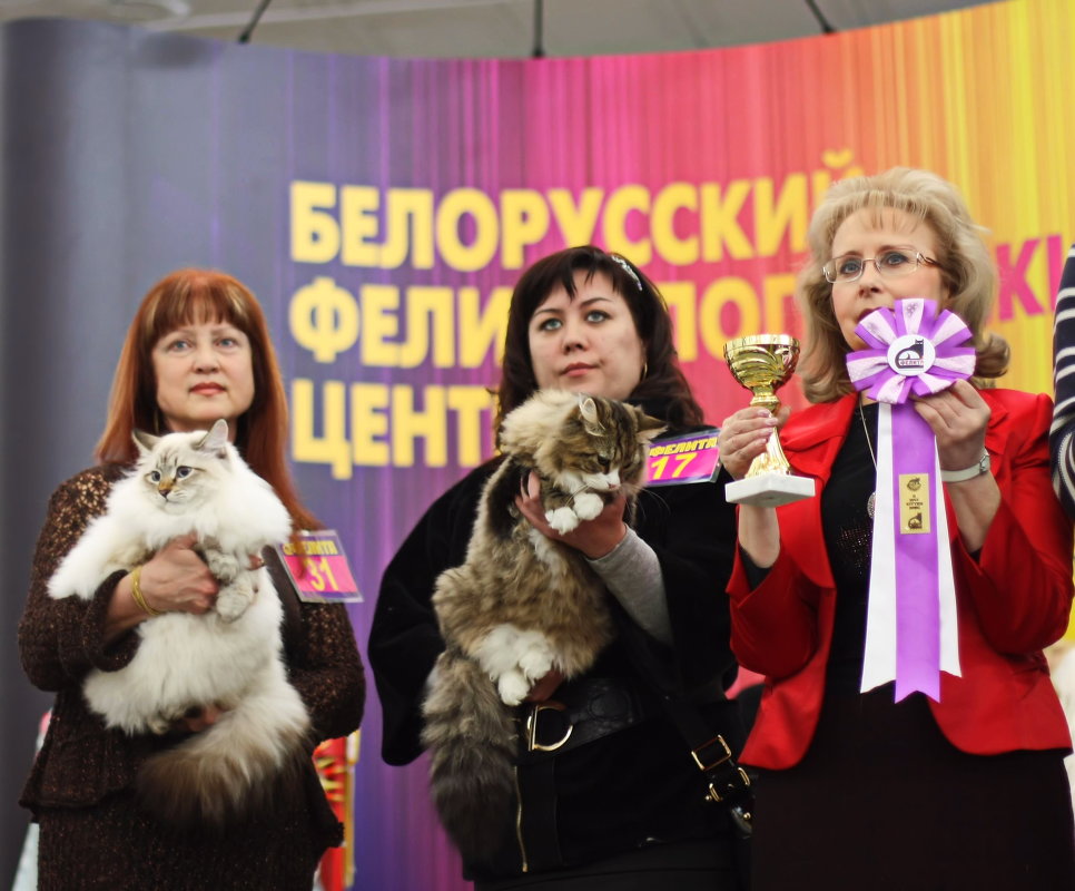 На выставке кошек в Минске. - Nonna 