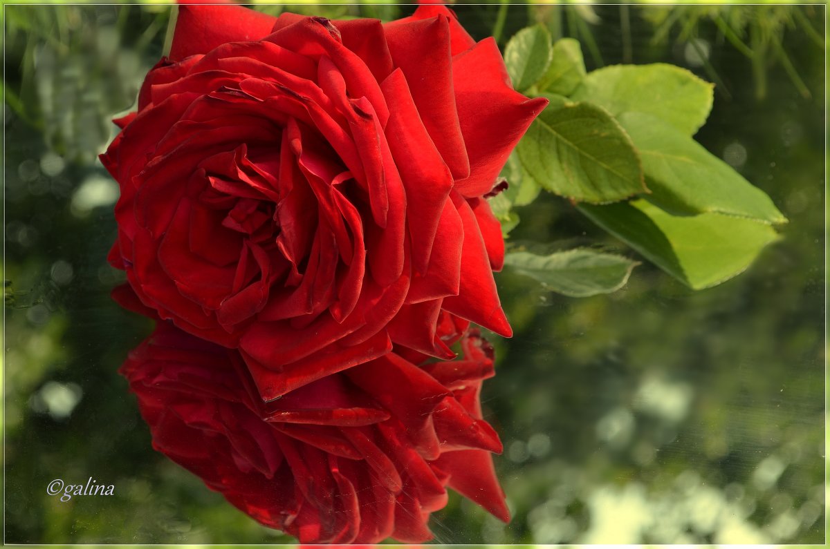 Роза с отражением - galina tihonova