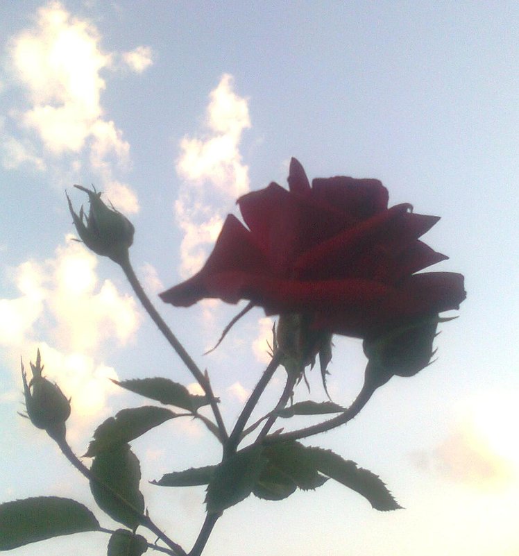 роза на фоне неба - Дарья Неживая