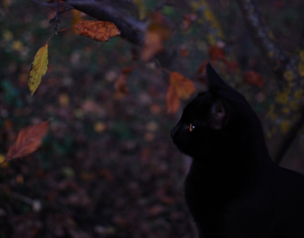 Мій котик і осінь - Наталия 