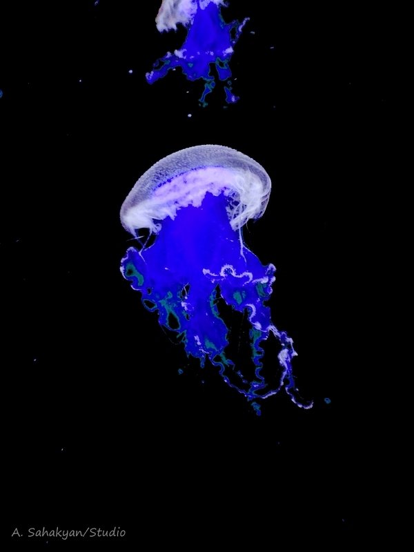 Медуза - Arman S