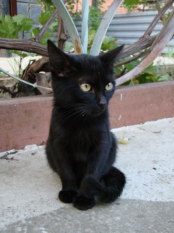 Черный кот - sergey demidov