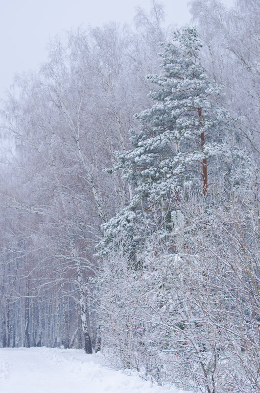 Зимний лес - Кот Шредингера