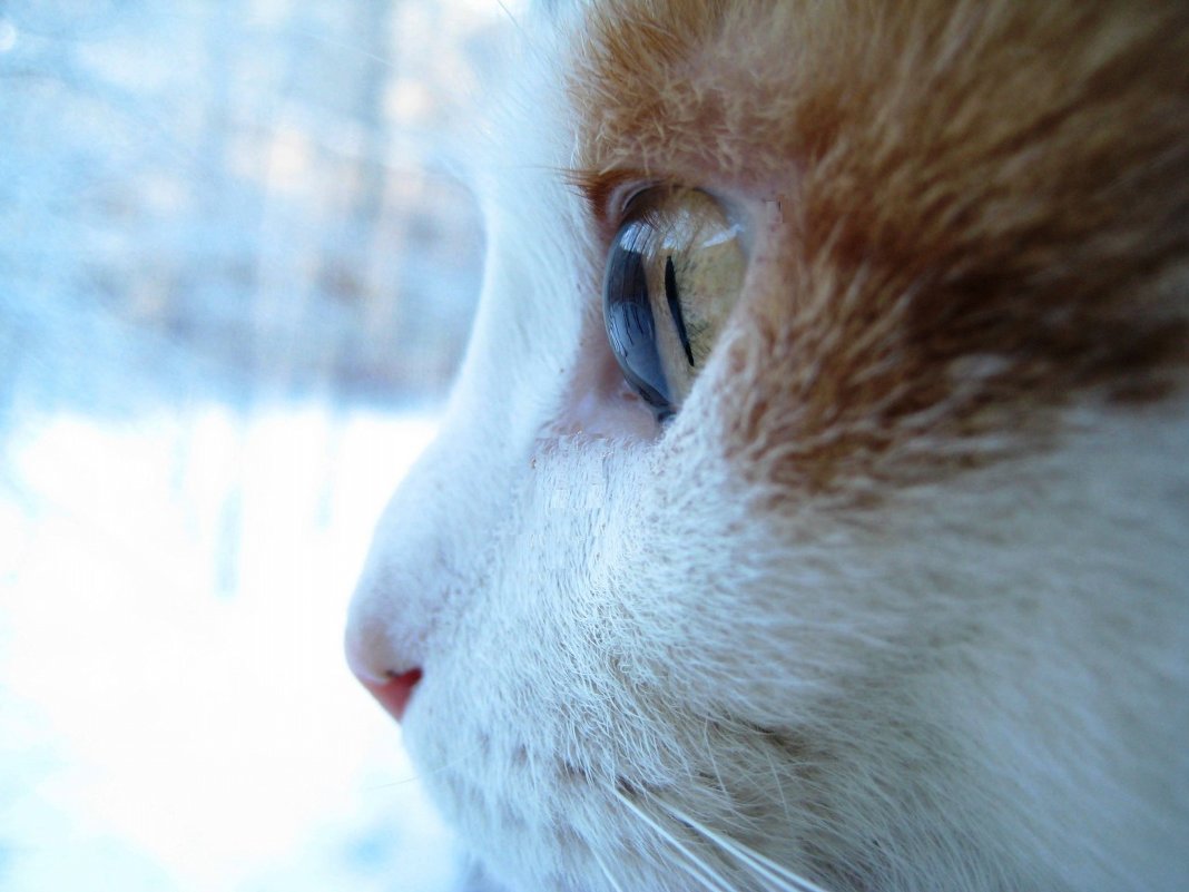 Мир глазами кошки - Виктория Титова
