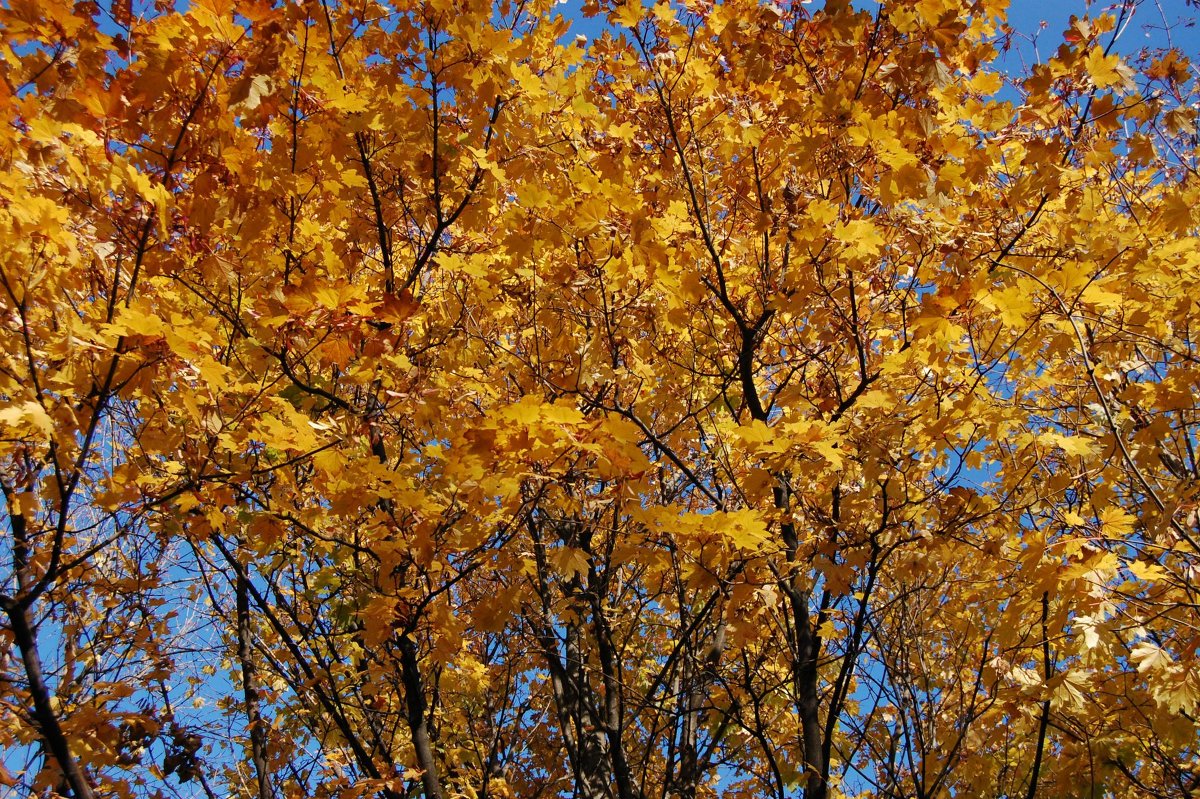 Осенняя листва - Екатерина Соаха