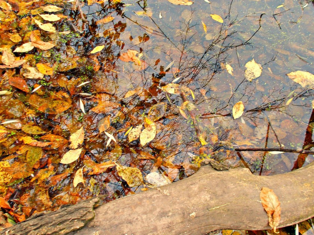 Осеннее озеро - Оксана Баллыева