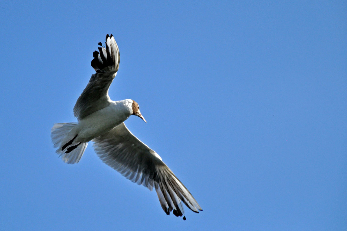 Where will I fly? - Roman Ilnytskyi